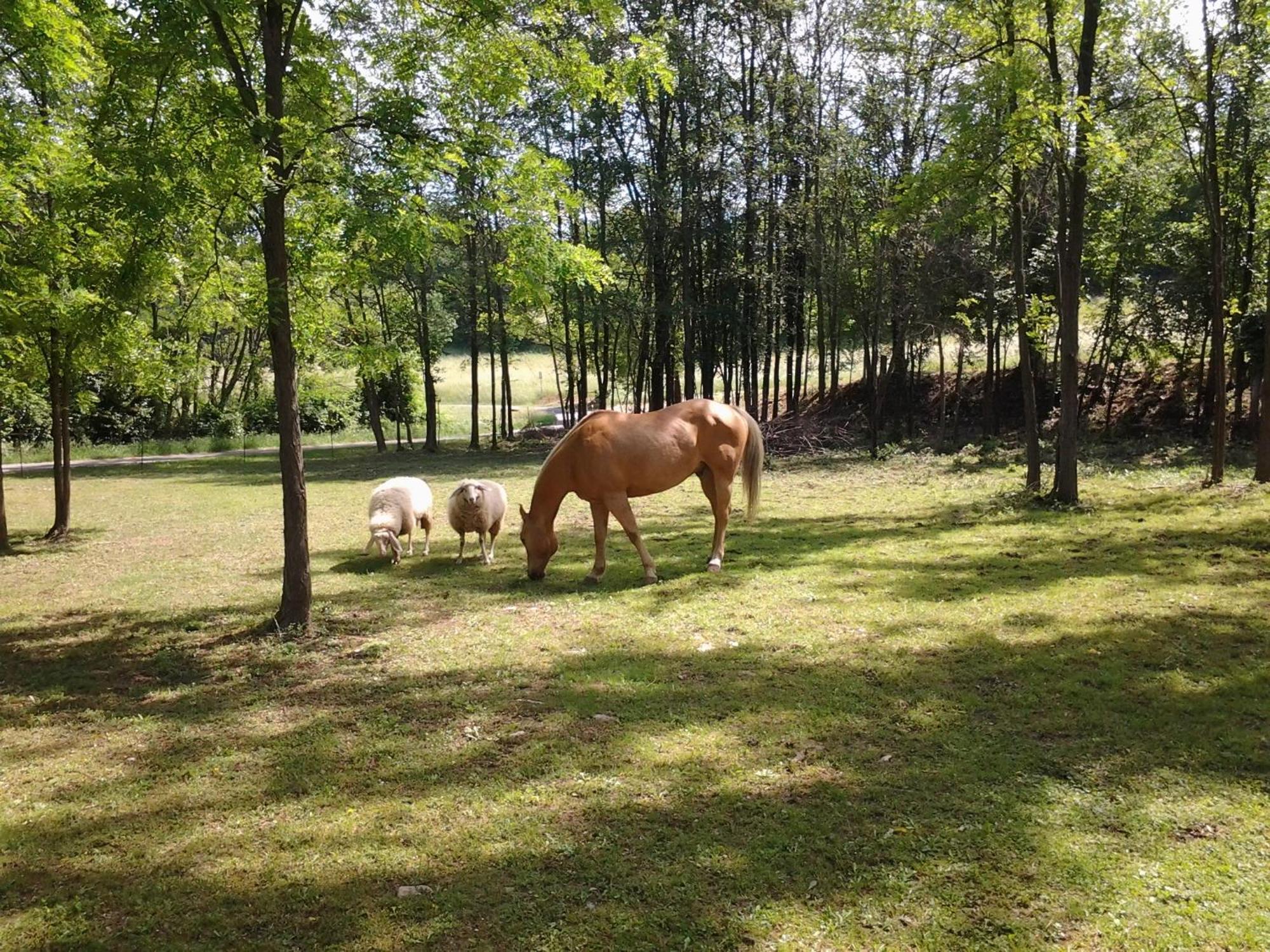 Cascina Reciago Farm stay *